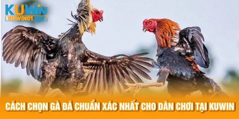 Cách Chọn Gà Đá Chuẩn Xác Tại Kuwin