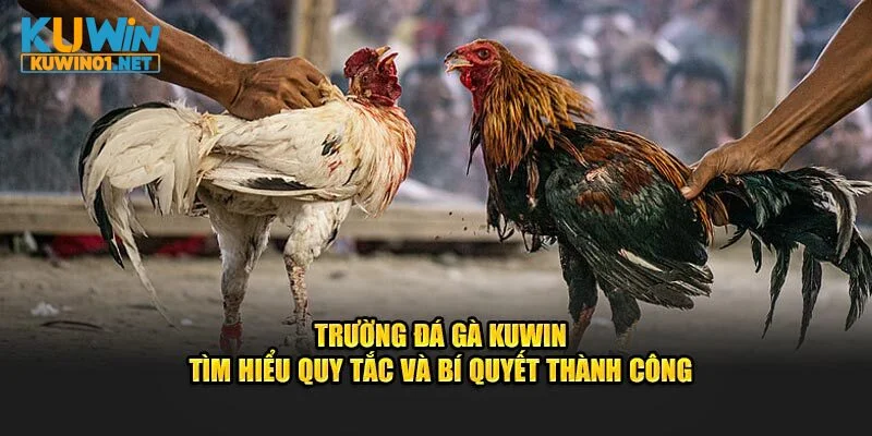 Top 3 Các Trường Đá Gà