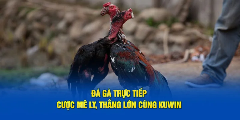 Đá Gà Trực Tiếp: Cược Mê Ly, Thắng Lớn Cùng KUWIN