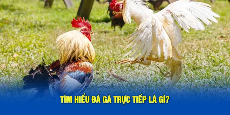 Tìm hiểu hình thức đá gà trực tiếp