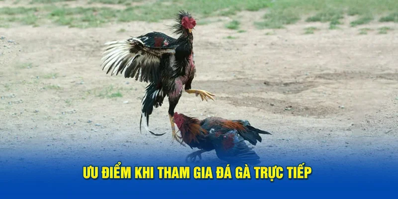 Tính năng hấp dẫn khi tham gia đá gà trực tiếp